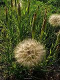 Tragopogon подвид major