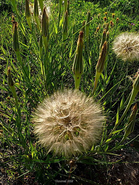 Image of Tragopogon dubius ssp. major specimen.