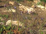 Anchusa thessala