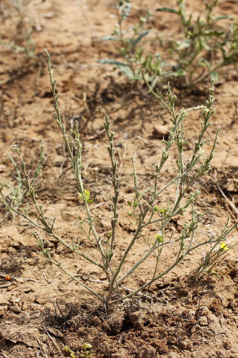Image of Tetracme recurvata specimen.