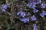Veronica oltensis