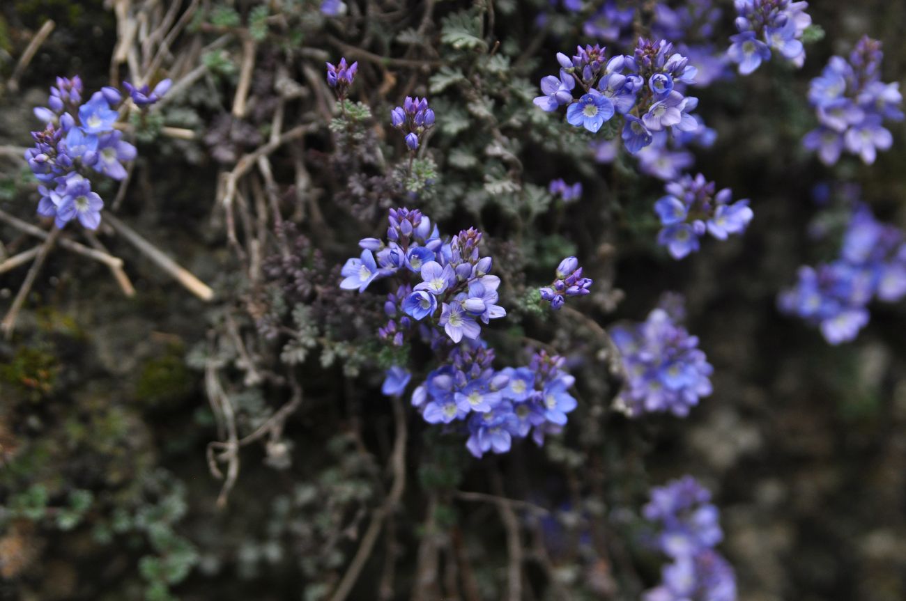 Image of Veronica oltensis specimen.