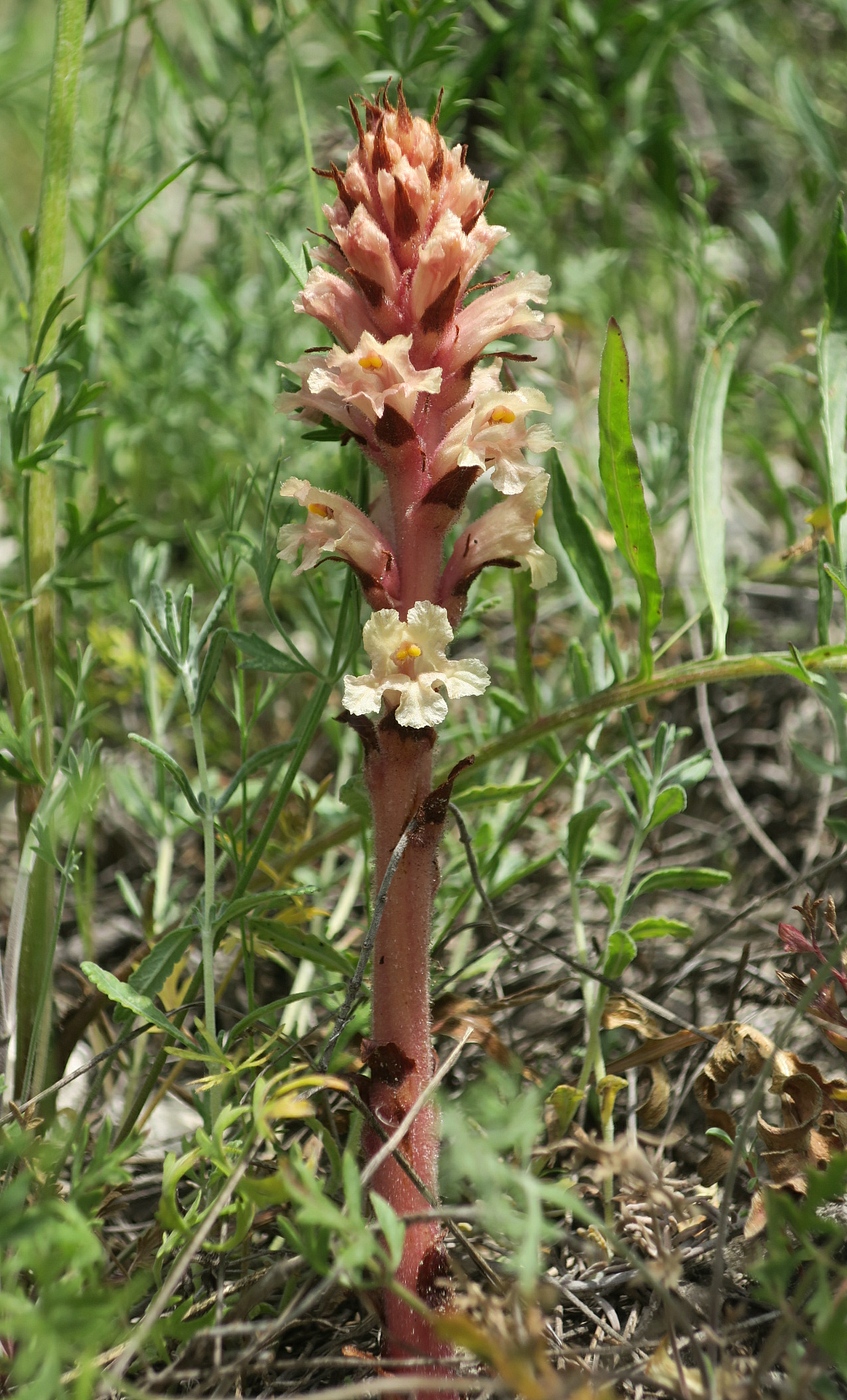 Image of Orobanche centaurina specimen.