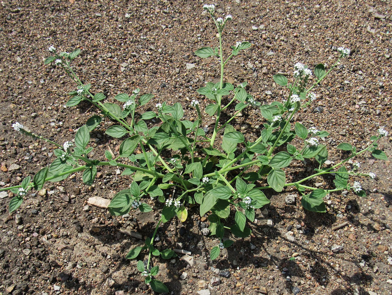 Изображение особи Heliotropium ellipticum.