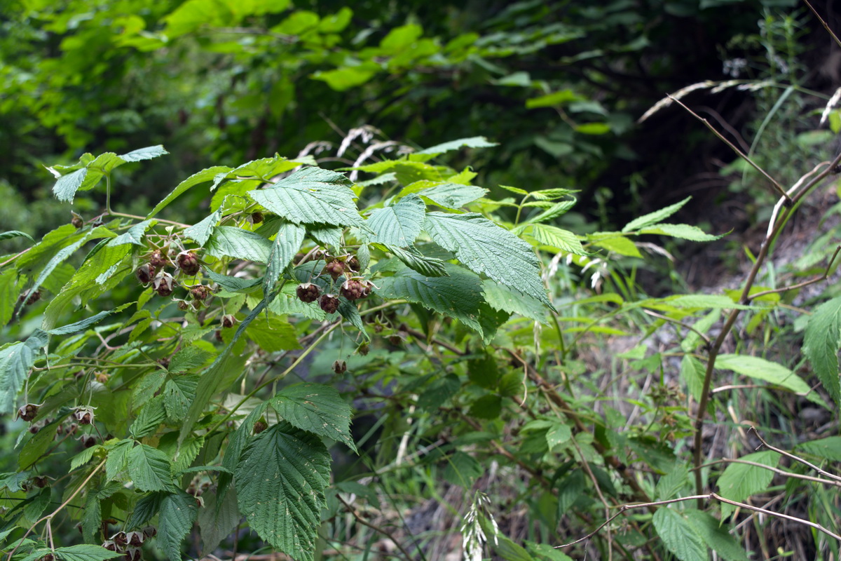 Image of Rubus idaeus specimen.