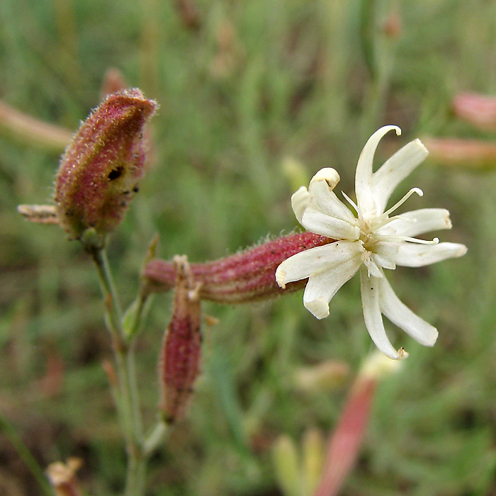 Image of Silene supina specimen.