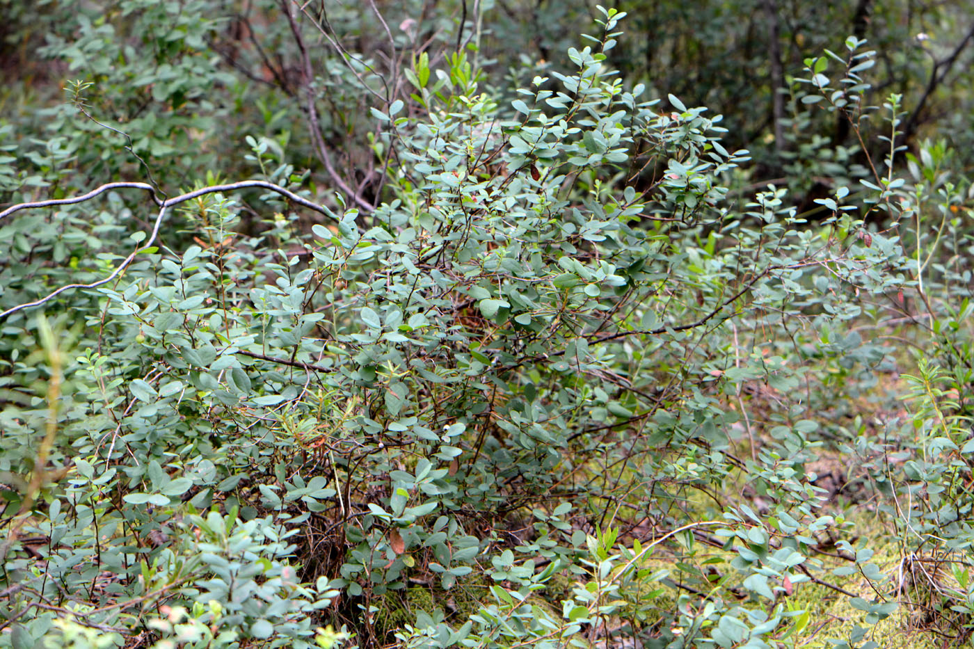Image of Vaccinium uliginosum specimen.