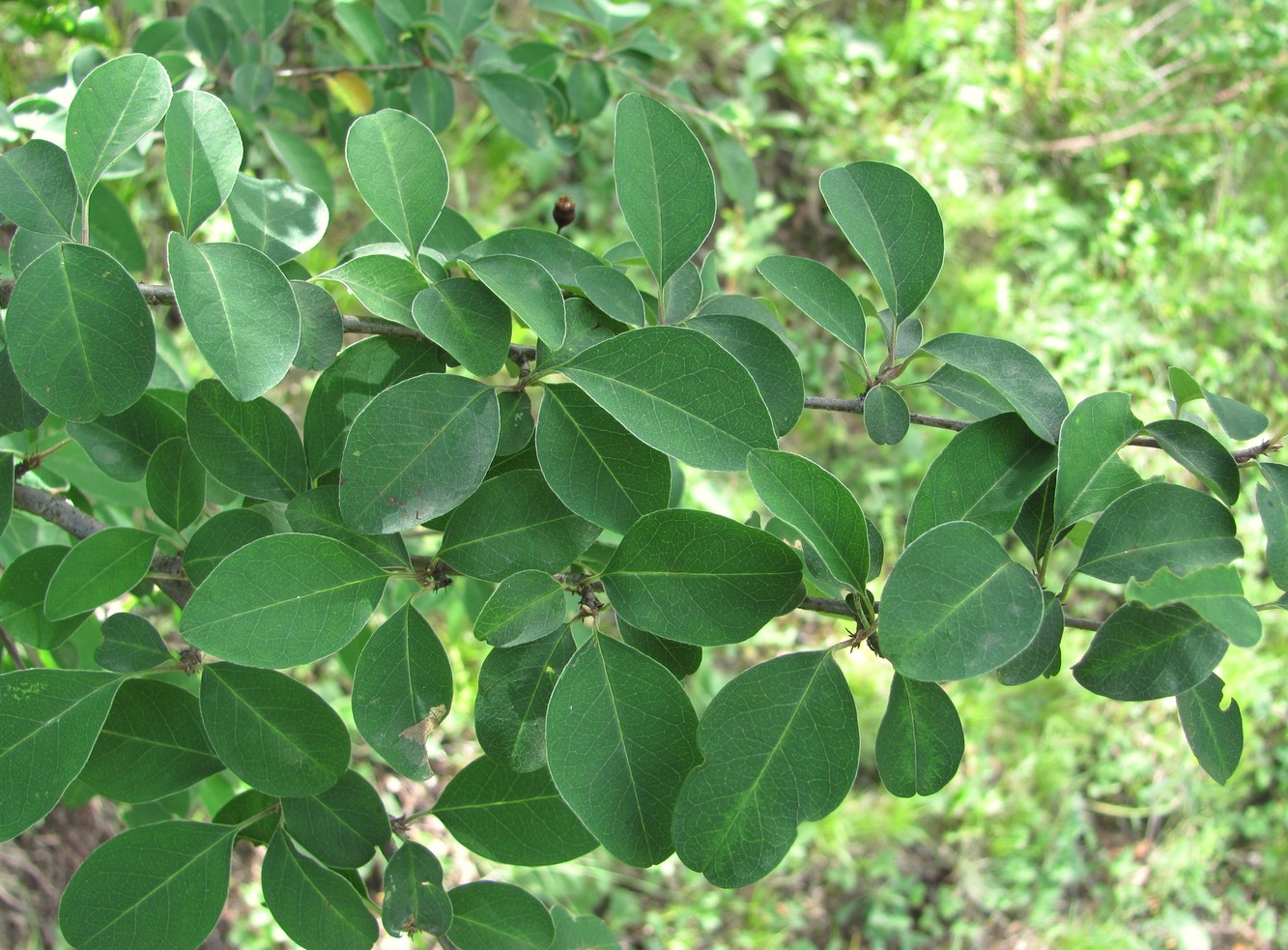 Image of Cotoneaster meyeri specimen.