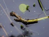 Hippuris vulgaris