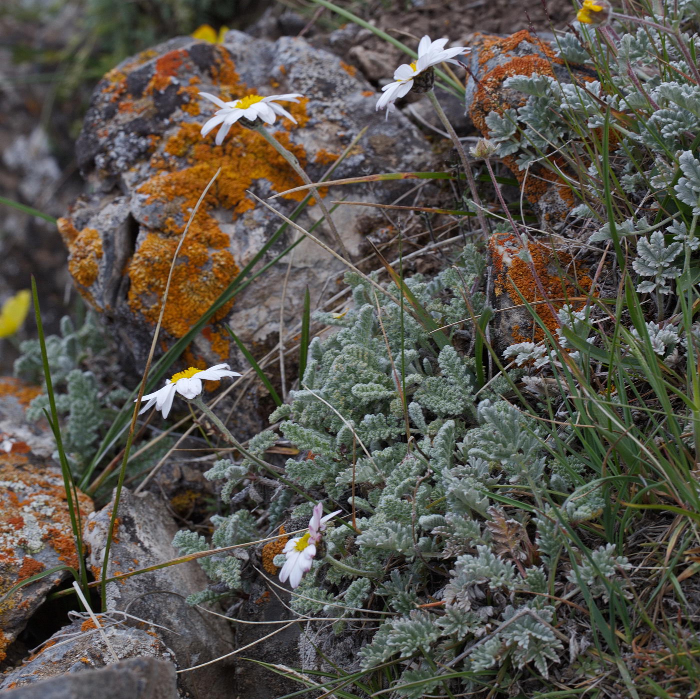 Image of Richteria pyrethroides specimen.