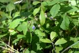 Rubus caesius