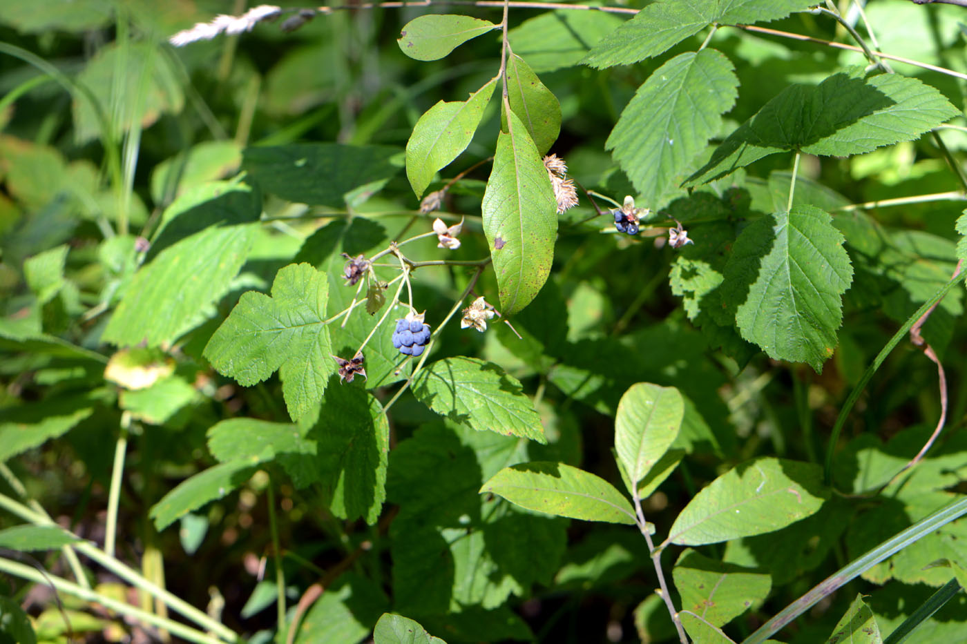 Изображение особи Rubus caesius.