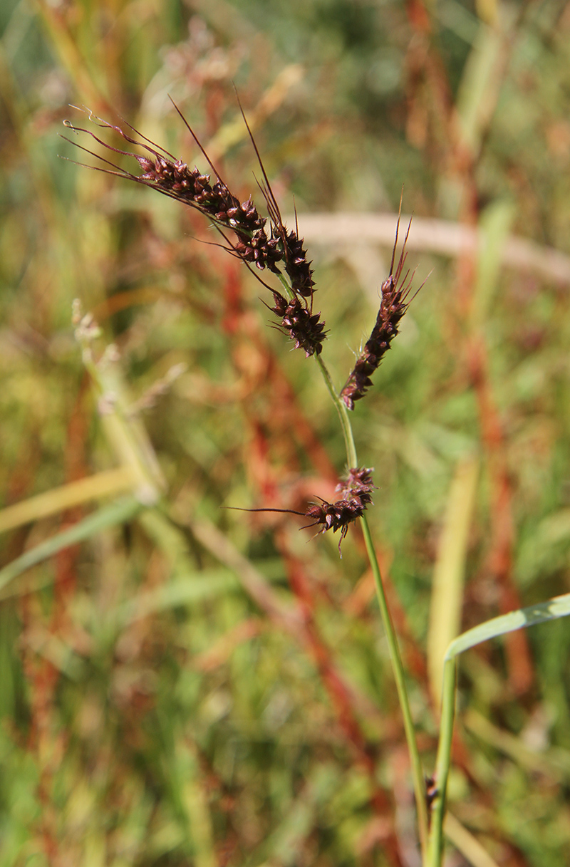 Изображение особи Echinochloa crus-galli.