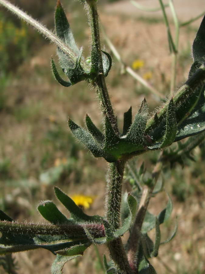 Изображение особи Crepis rhoeadifolia.