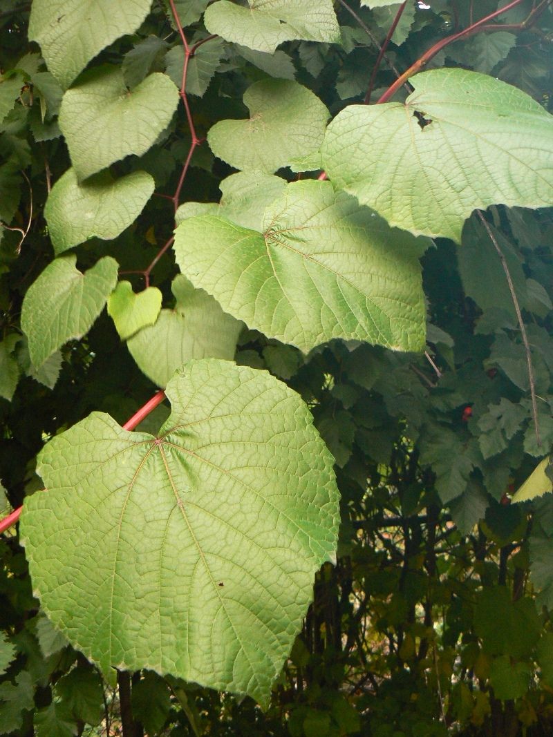 Image of Vitis amurensis specimen.