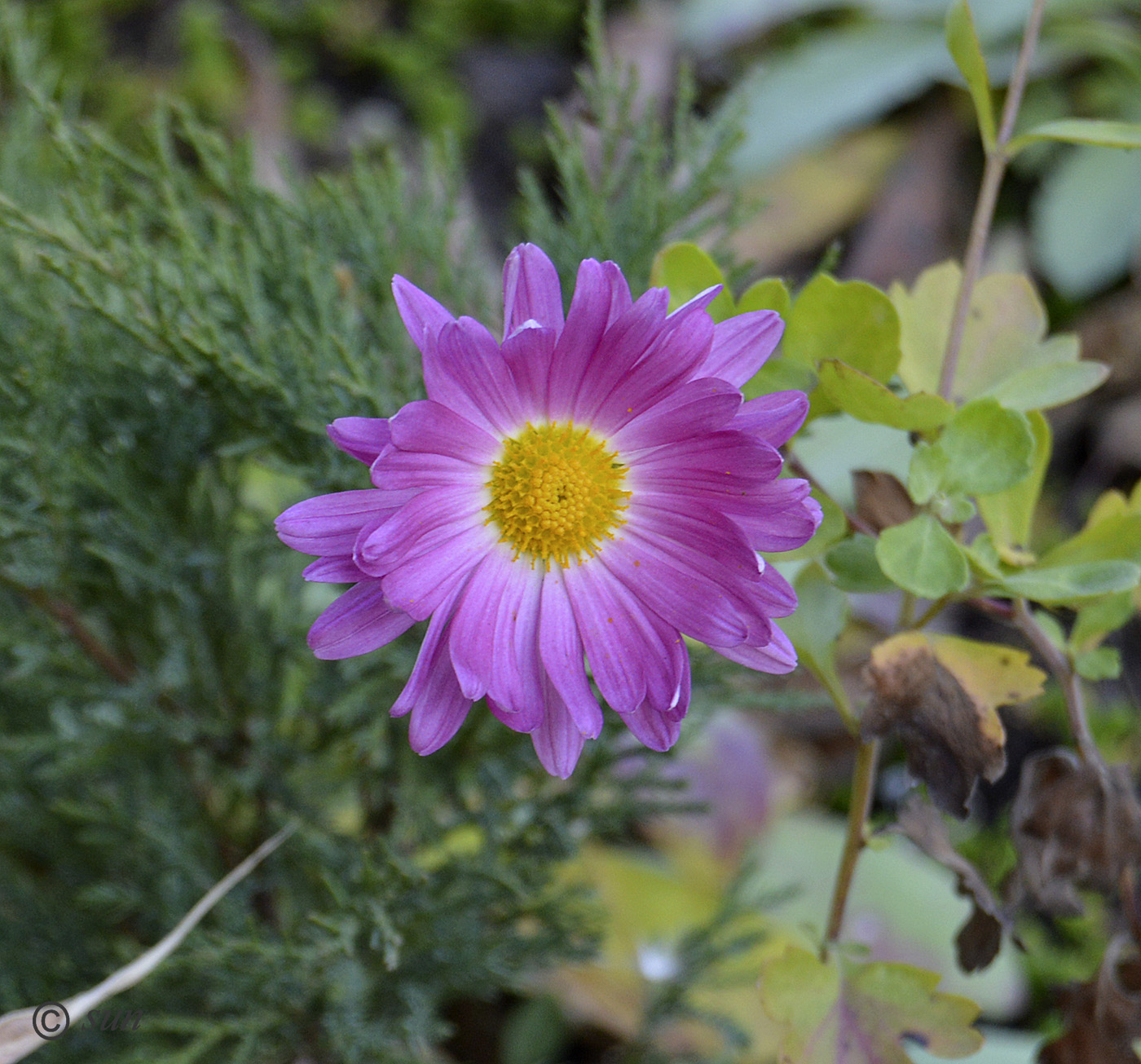 Image of Chrysanthemum indicum specimen.