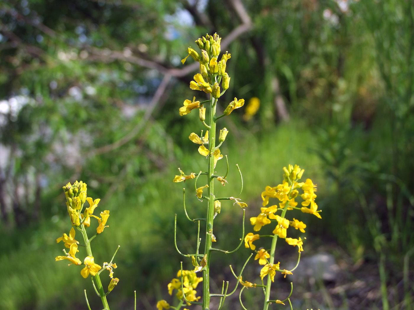 Image of Barbarea arcuata specimen.