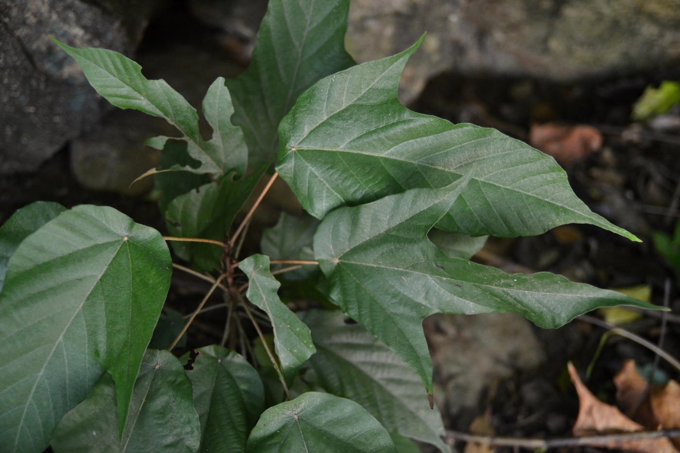 Изображение особи семейство Sterculiaceae.