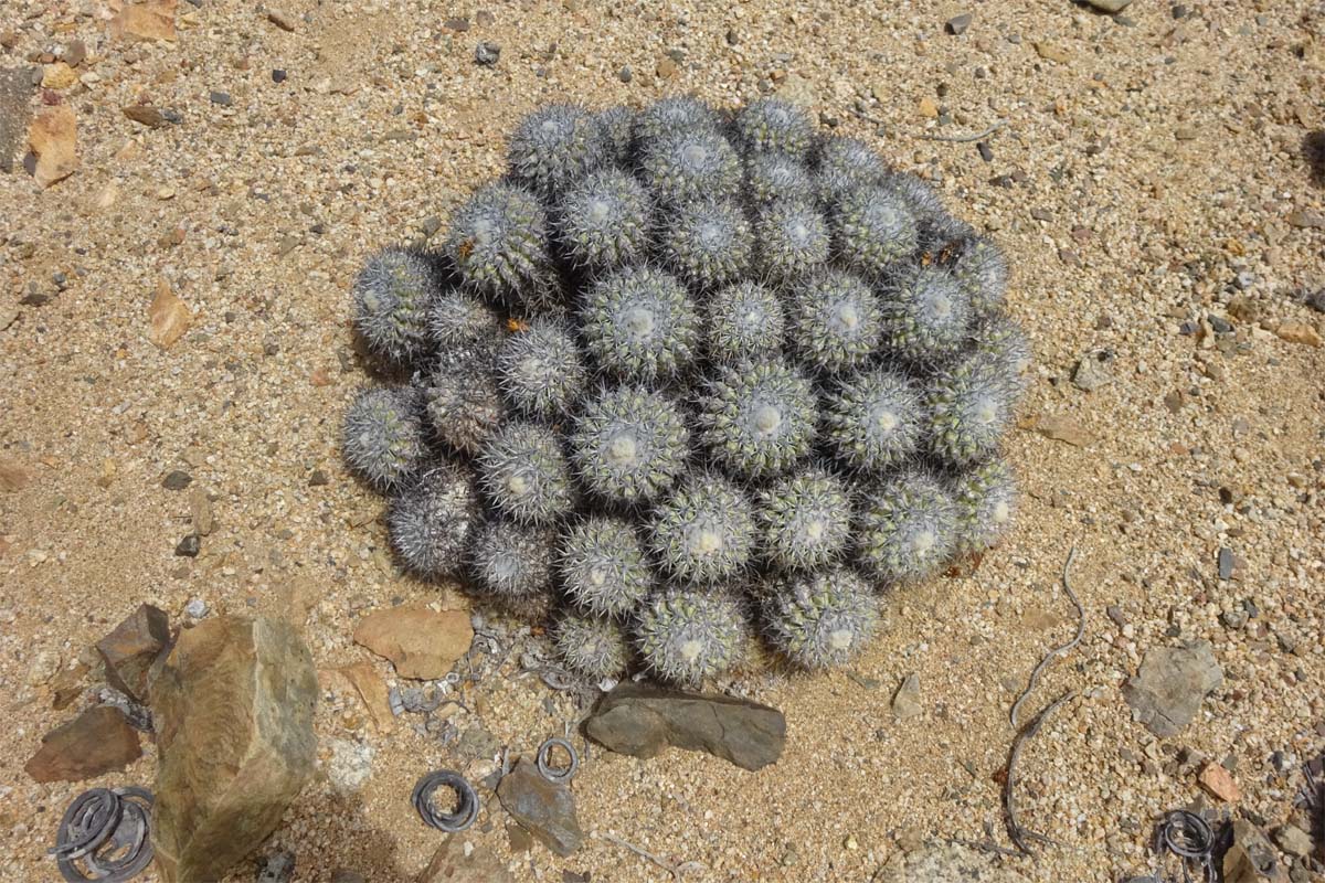 Изображение особи Copiapoa cinerascens.