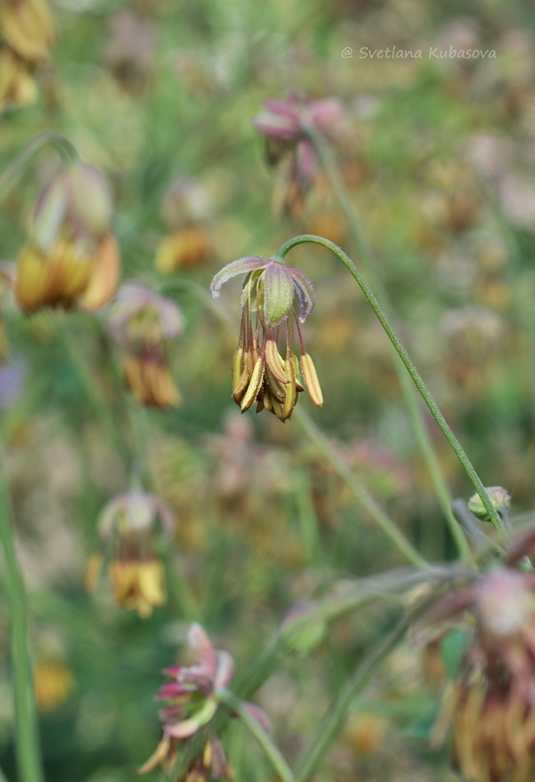 Image of Thalictrum foetidum specimen.