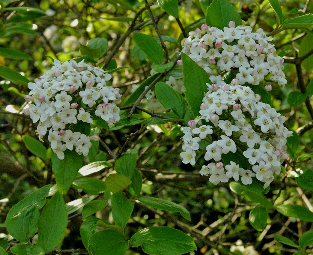 Изображение особи Viburnum &times; burkwoodii.