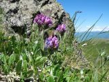 Oxytropis ambigua. Цветущее растение (на переднем плане - листья Dryas oxyodonta). Восточный Казахстан, Южный Алтай, хр. Сарымсакты, пер. Бурхат, ≈ 2200 м н.у.м., склон юго-вост. экспозиции. 22 июня 2019 г.