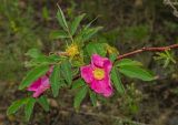 genus Rosa. Верхушка цветущей ветви. Челябинская обл., Кизильский р-н, Богдановское сельское поселение, пос. Грязнушинский, долина р. Урал, каменистая закустаренная степь. 13 июня 2019 г.