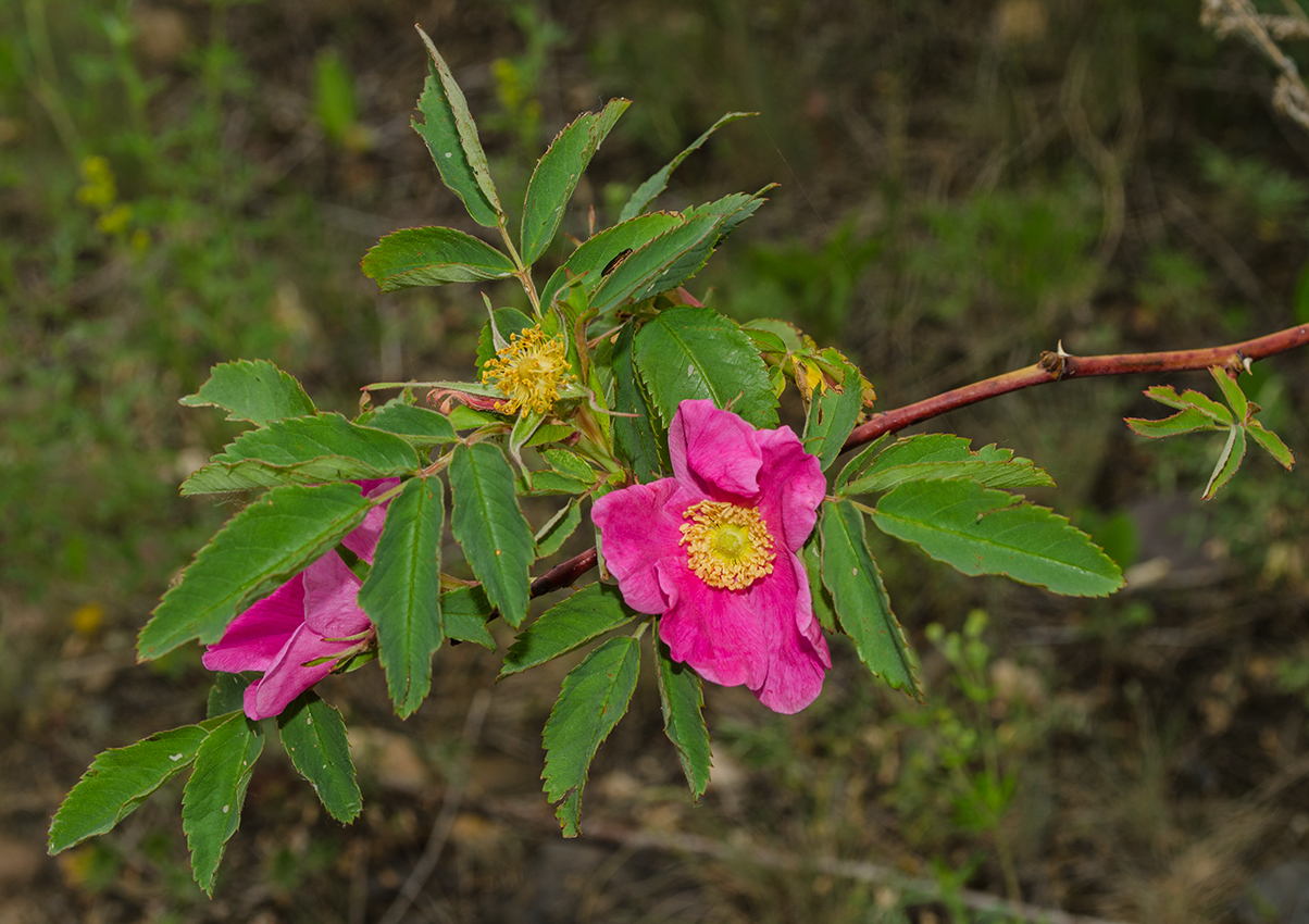 Image of genus Rosa specimen.