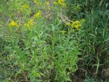 Solidago gigantea