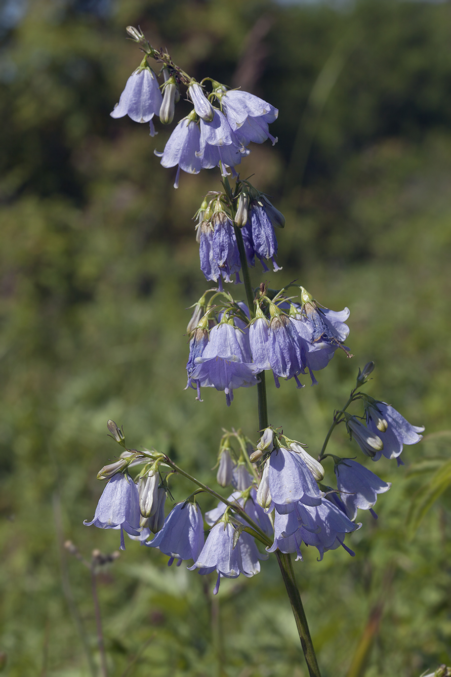 Изображение особи Adenophora triphylla.