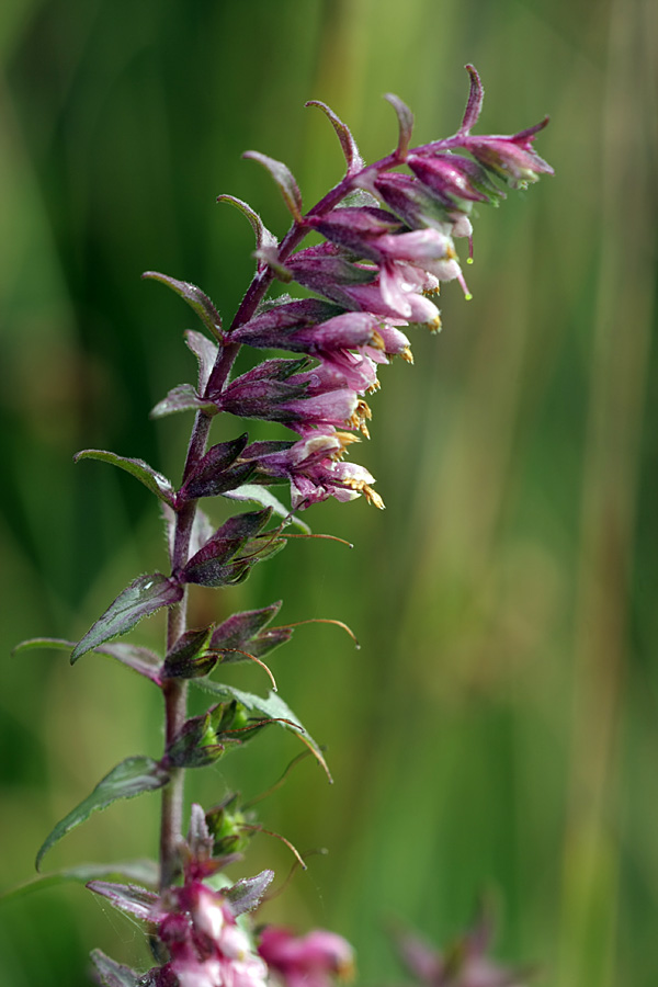 Изображение особи Odontites vulgaris.