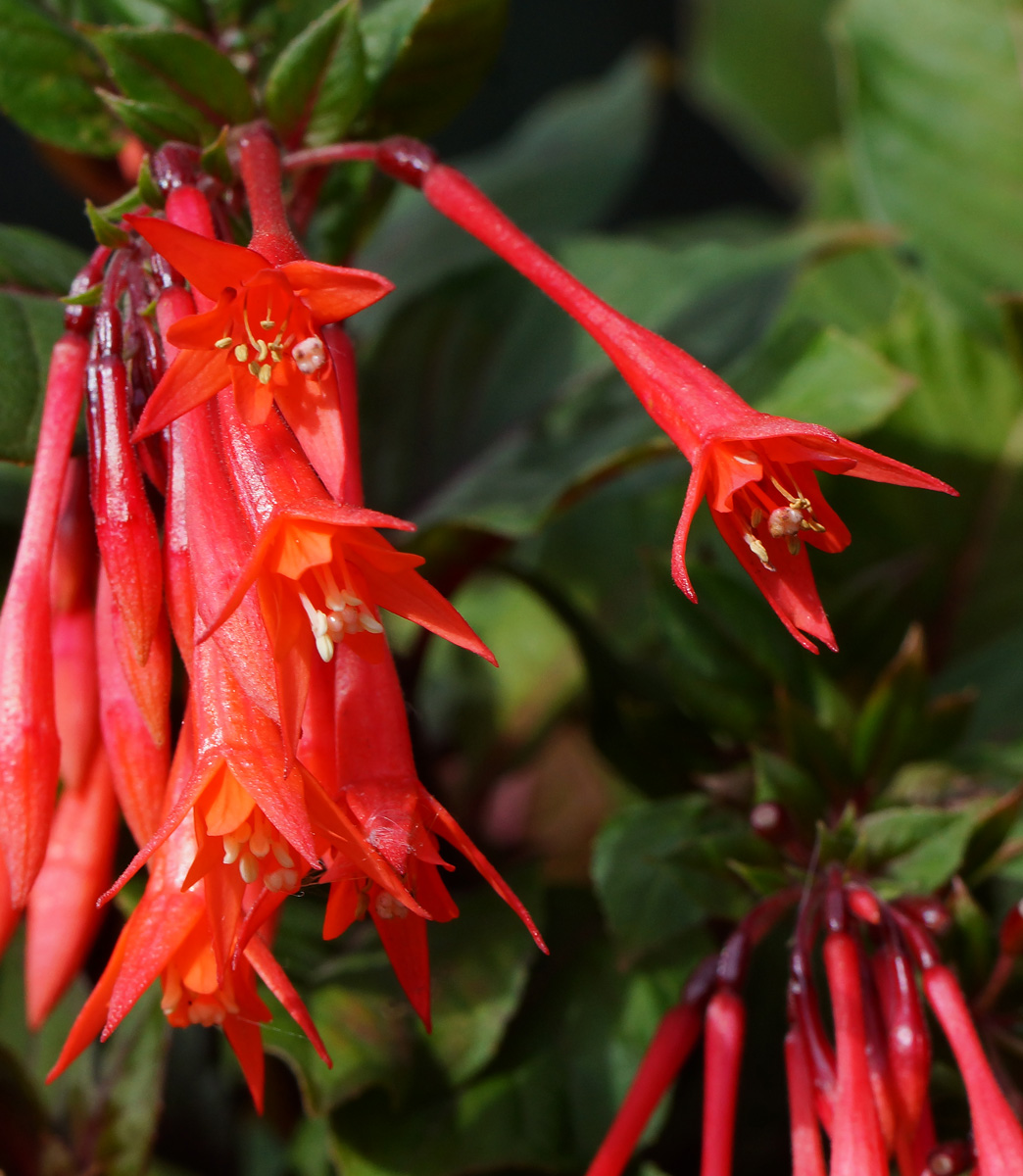 Изображение особи Fuchsia triphylla.