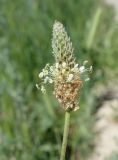 Plantago lanceolata. Соцветие. Кыргызстан, Чуйская обл., восточная окр. с. Восток, заросший пустырь за водоемом, около дороги. 20.05.2019.