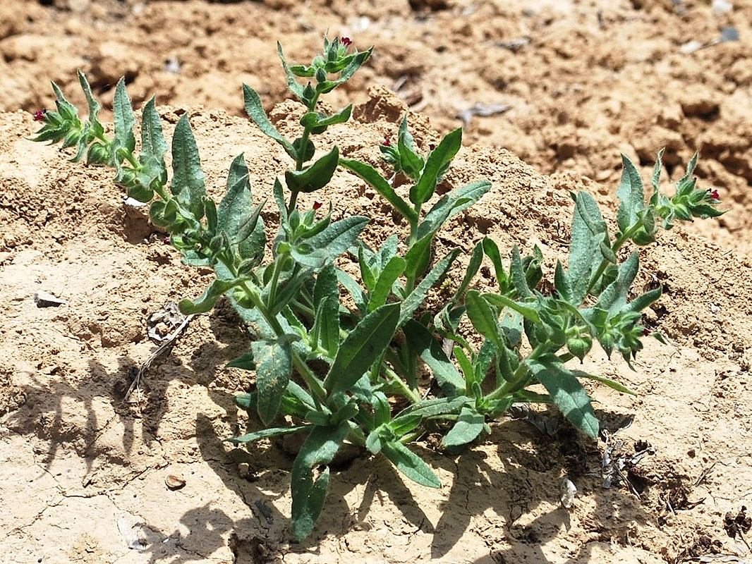 Image of Nonea caspica specimen.