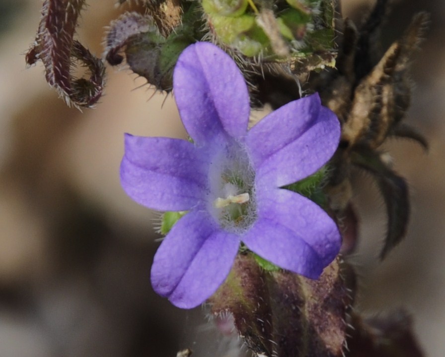 Изображение особи род Campanula.