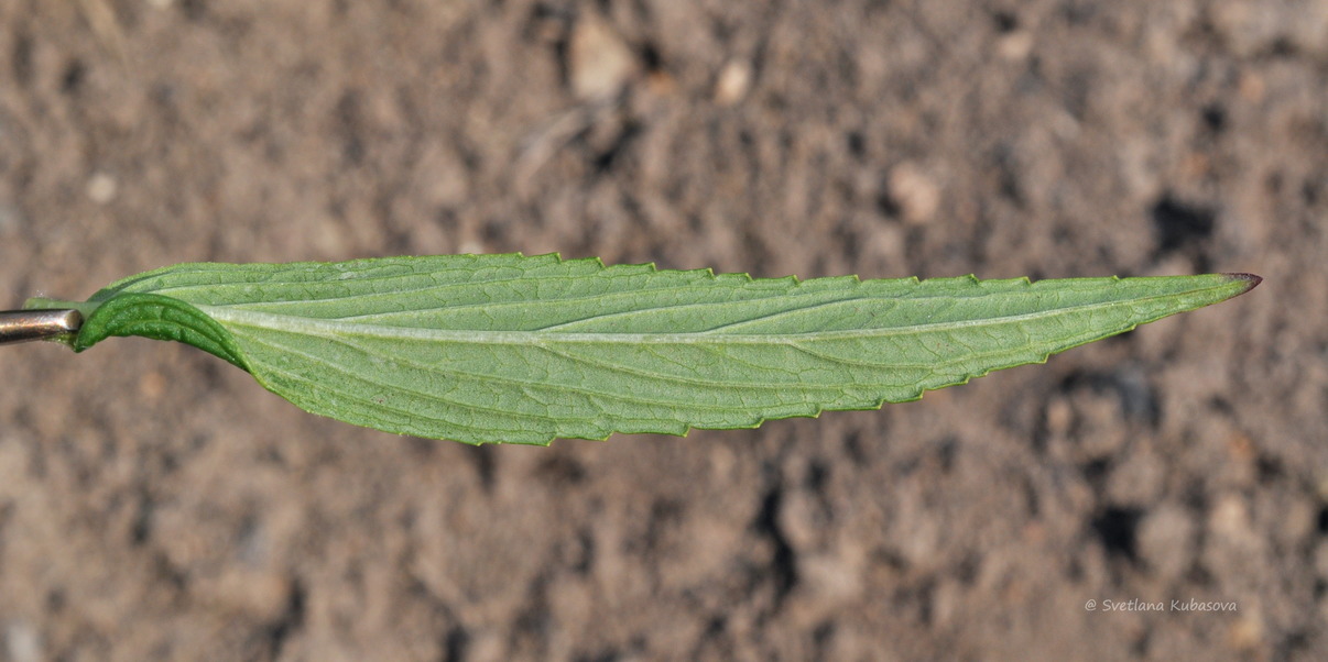 Изображение особи Nepeta nervosa.