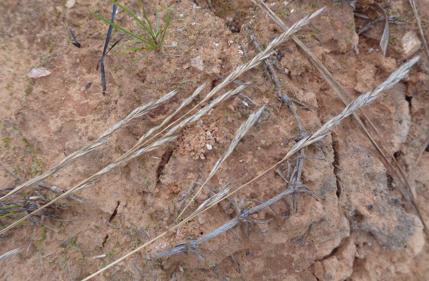 Image of genus Festuca specimen.