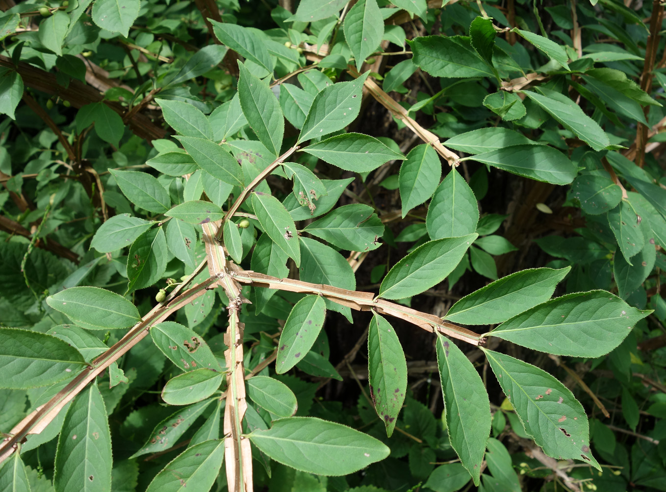 Изображение особи Euonymus sacrosanctus.