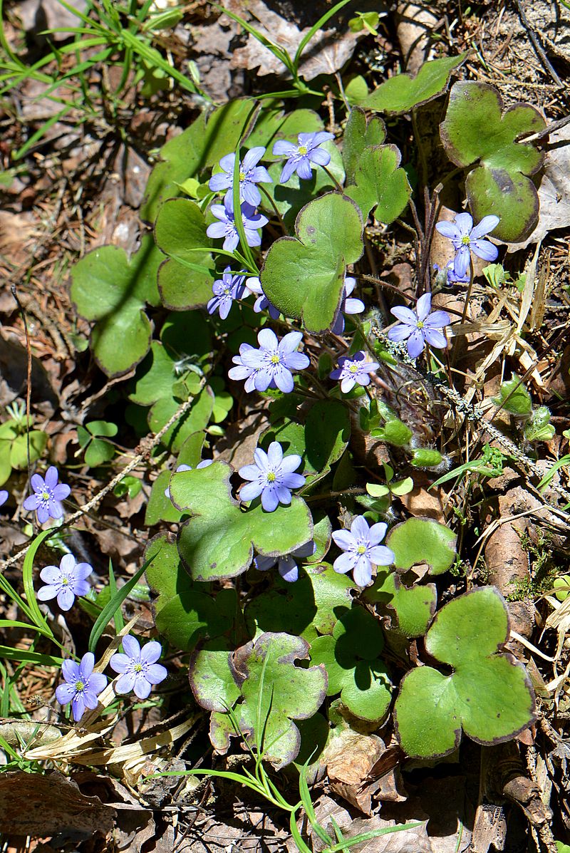 Image of Hepatica nobilis specimen.