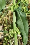 Rumex drobovii