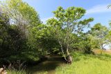 Juglans mandshurica. Молодое цветущее дерево. Приморский край, окр. г. Владивосток, п-ов Муравьёва-Амурского, среди группы деревьев по берегу старицы. 03.06.2020.