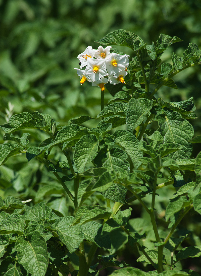 Изображение особи Solanum tuberosum.