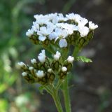 Achillea nigrescens. Соцветия. Свердловская обл., окр. г. Североуральск, долина р. Оленья, еловый лес. 29.06.2010.