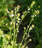 Crambe abyssinica