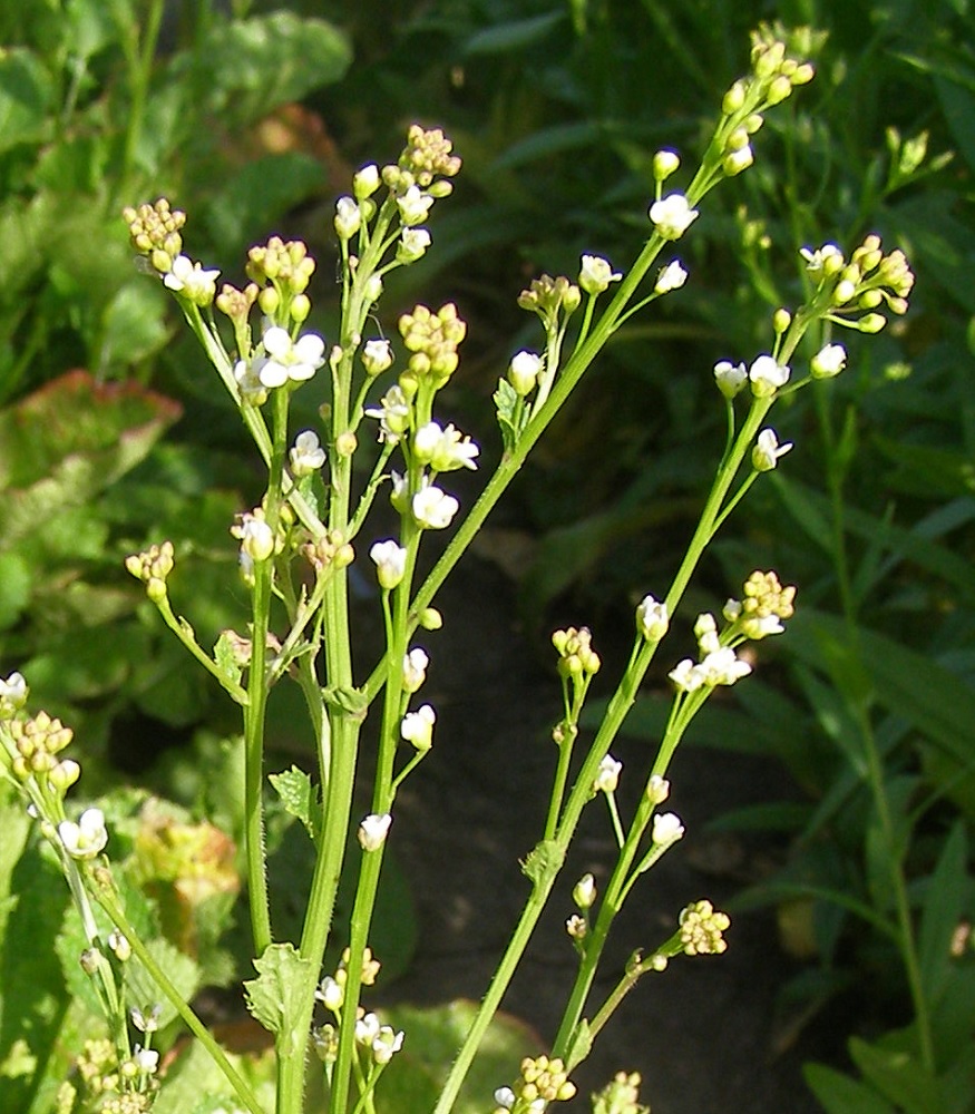 Image of Crambe abyssinica specimen.