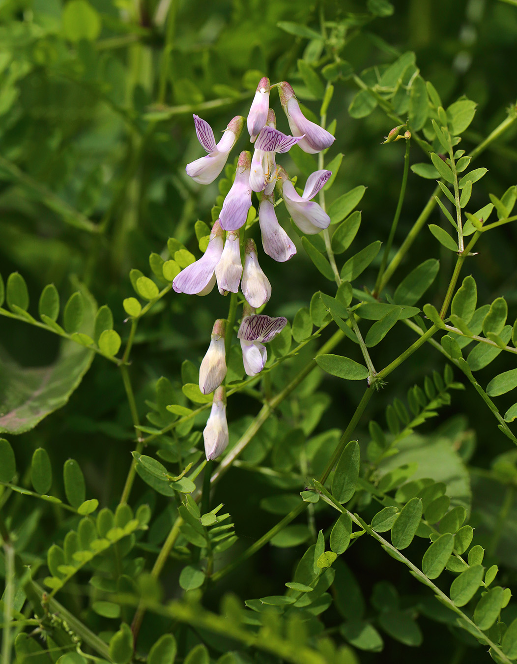 Изображение особи Vicia sylvatica.