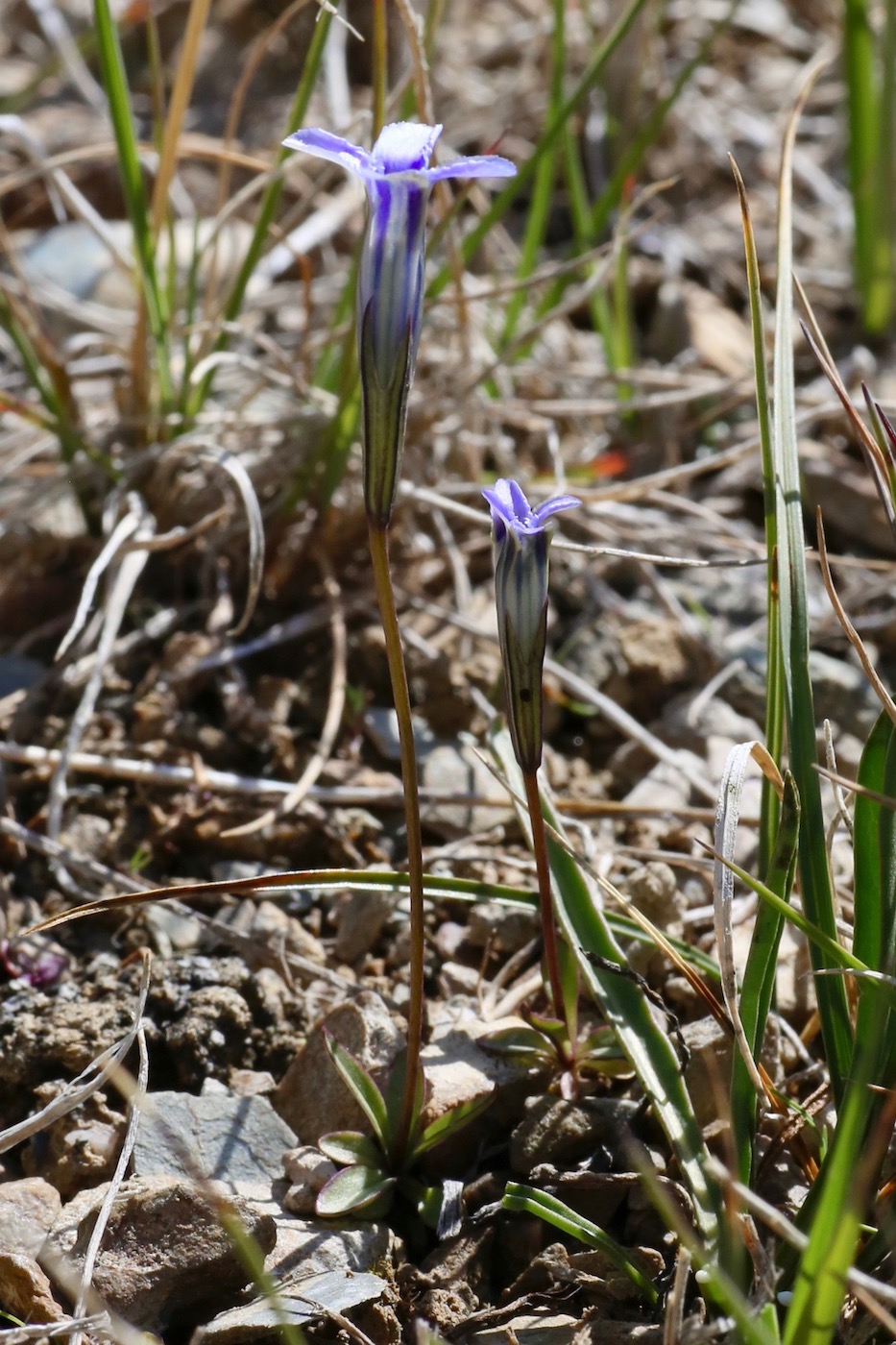 Изображение особи Gentianopsis vvedenskyi.