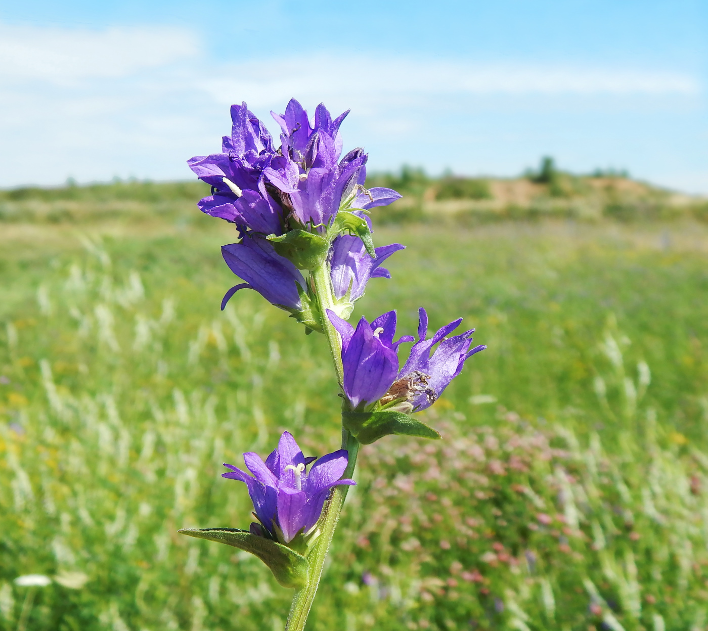 Image of Campanula glomerata specimen.