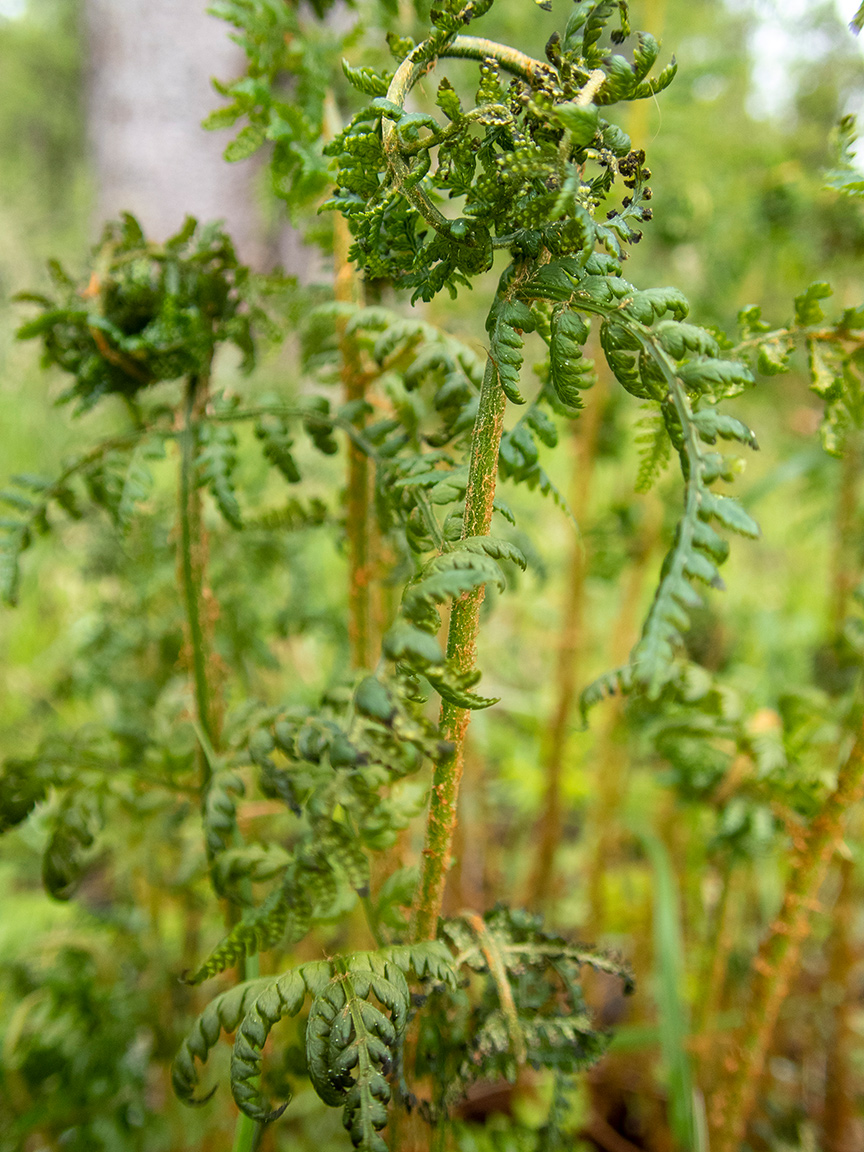 Image of Dryopteris expansa specimen.