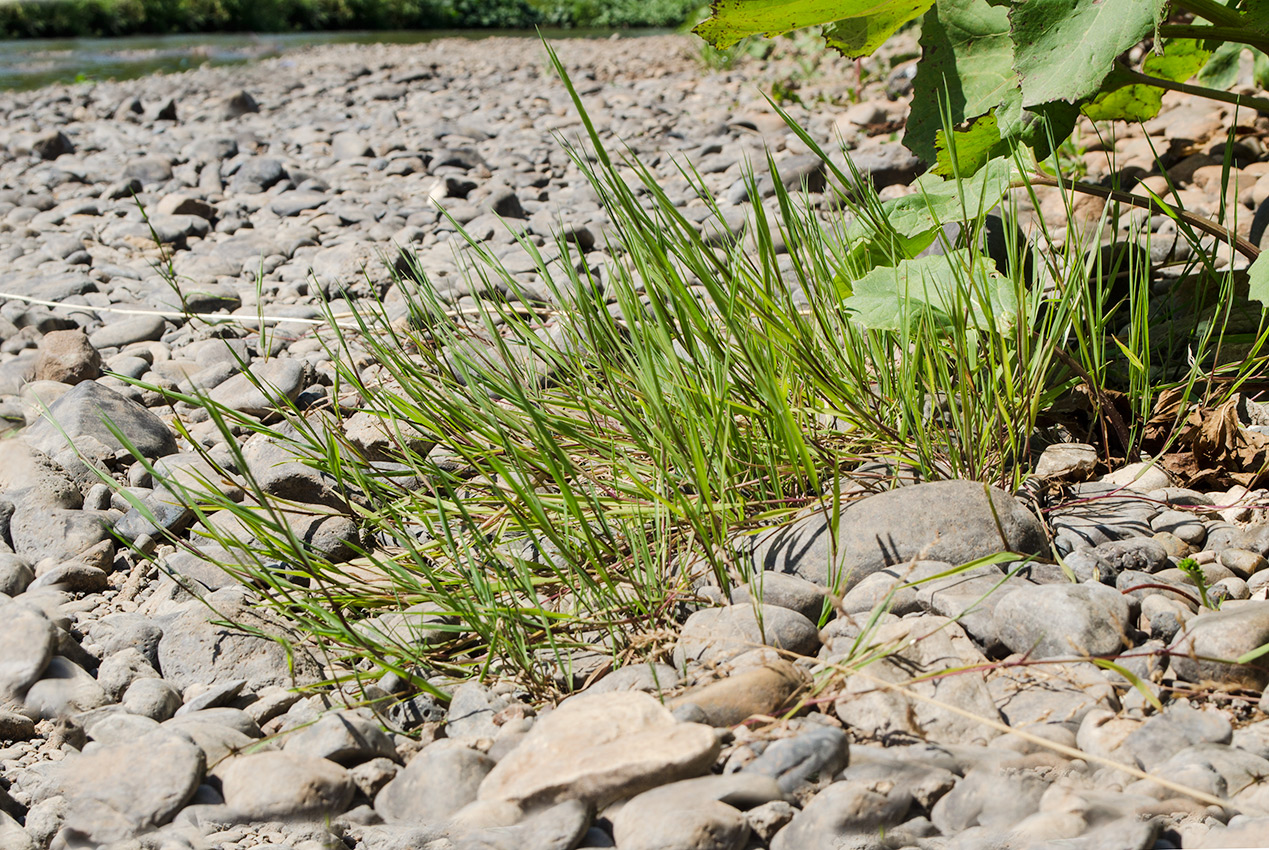 Изображение особи Agrostis stolonifera.